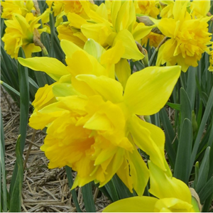 Narcissus (Daffodil) 'Van Sion Potted